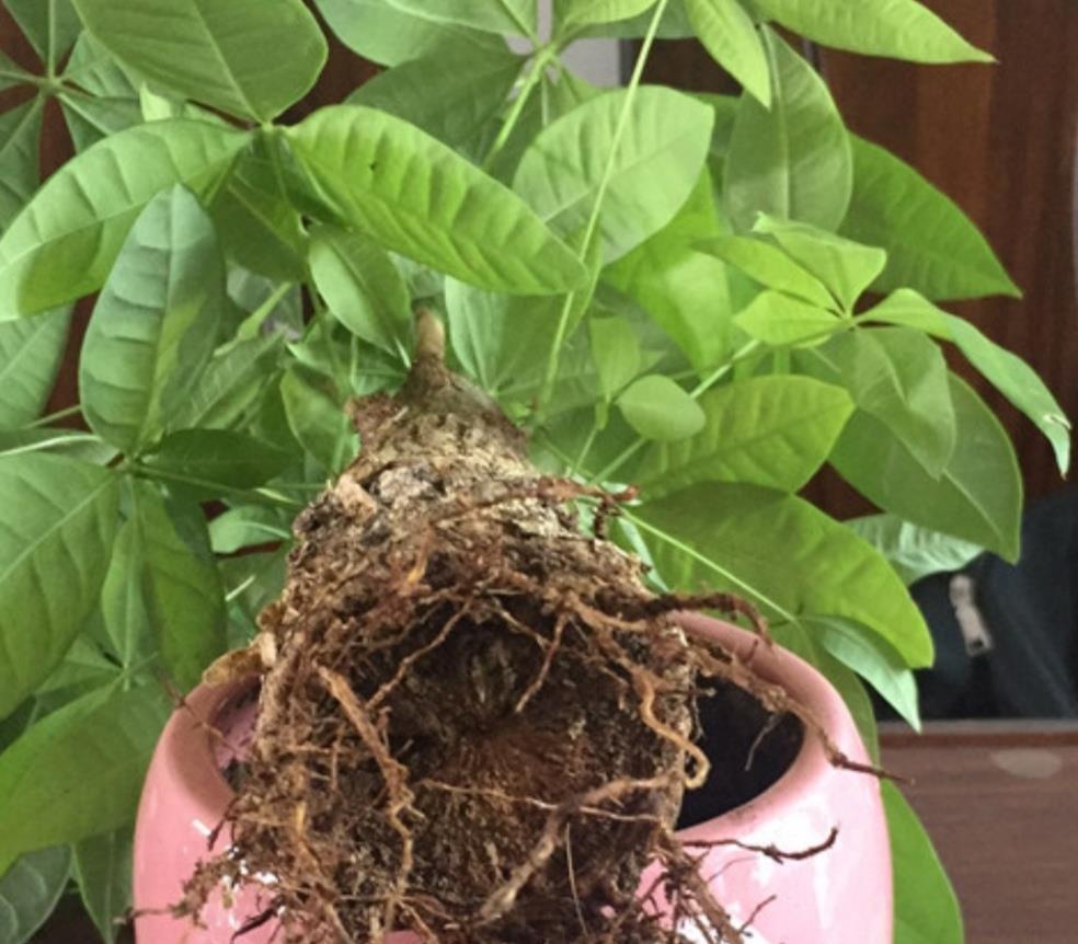 发财树烂根不要扔，给它做3件事，重新长出新根