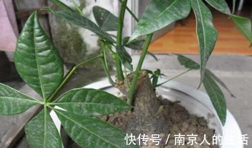 养护|4种植物最适合懒养,十天半个月不用浇水,照样长势旺