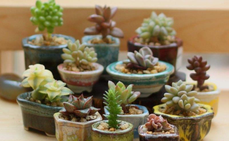 花友|多肉长“胡须”并非无缘无故，不早点处理问题大了