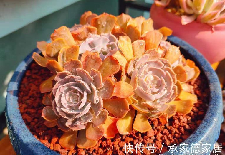 砍头|白露已过,多肉可以换盆和砍头,但操作过程中要注意4点和两不要