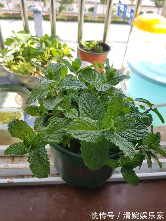 咋“折腾”都不死的4种花,越修剪越旺,很难养死