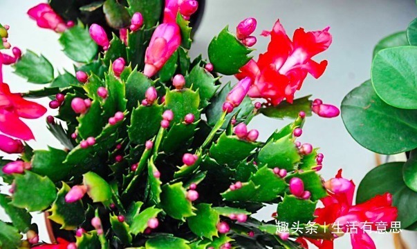 还用羊粪球、香蕉皮养花臭!盆底埋1勺“它”,养啥花都旺!