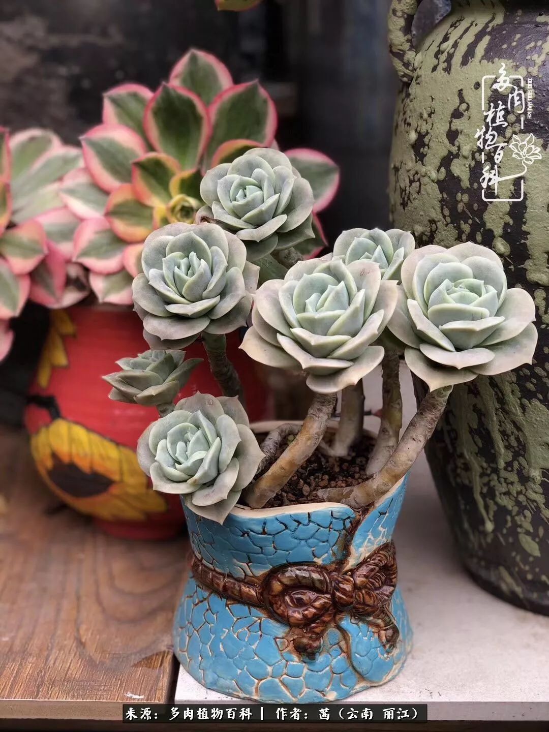 一年四季不同景，一院多肉陪我后半生！