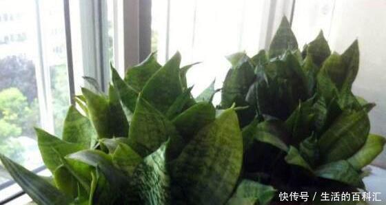 浇水|这四种绿植,十天半个月可以不浇水,爆芽、疯长到盆都装不下!