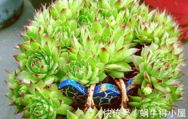 超级简单的几个防虫小妙招,让蚧壳虫和小黑飞无法接近你的多肉