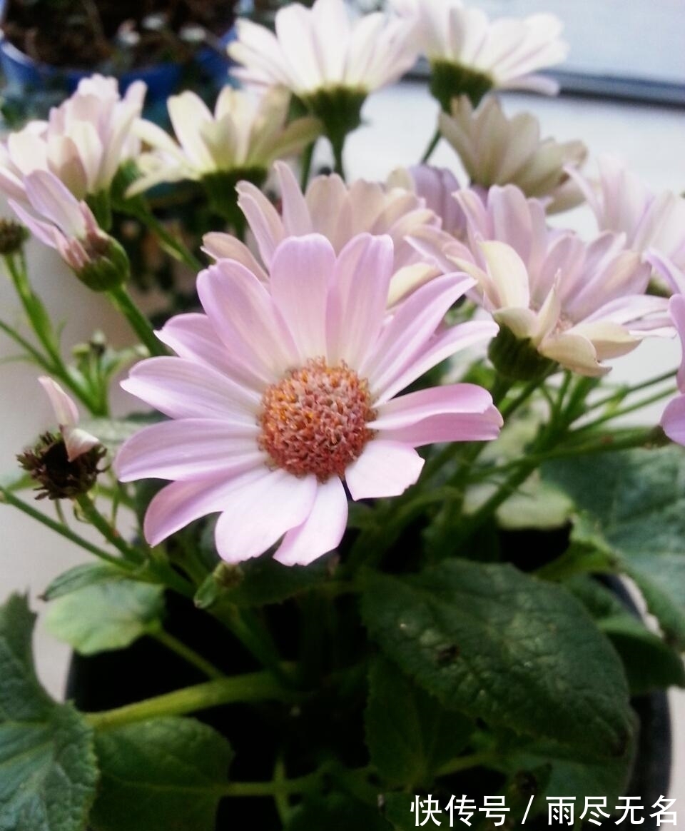 这几种花冬天开爆盆,但一般人家养得不多,现在养正开花,很漂亮