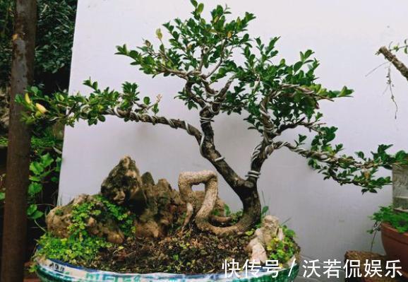 黄杨盆景爱黄叶,纠正2个“小动作”,快速养出高端大气盆景桩