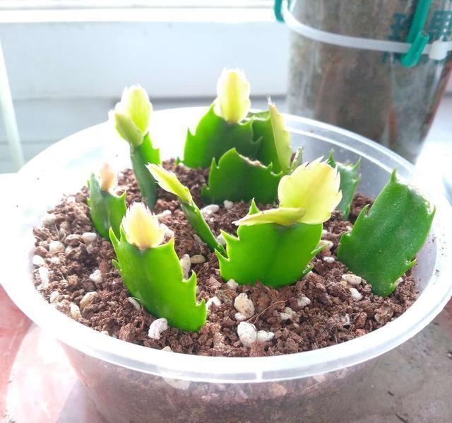 一个叶片，扦插蟹爪兰，一晾一晒，大白根7天冒出来