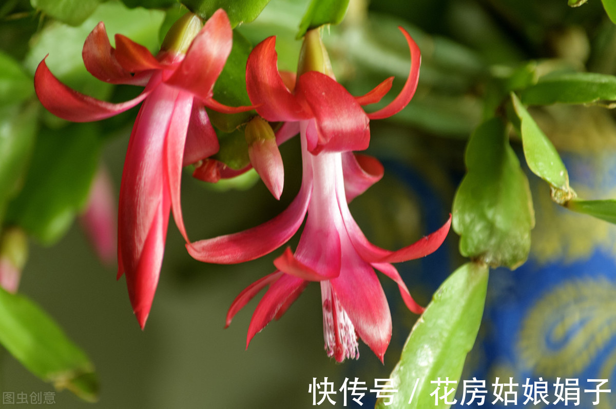 蟹爪兰|“馋嘴”的蟹爪兰,就喜欢2种酸,浇1点蹭蹭长,花期早开花多