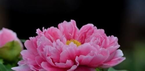 秋季养这几种花,花期长达300天,放在阳台天天是花海,美极了