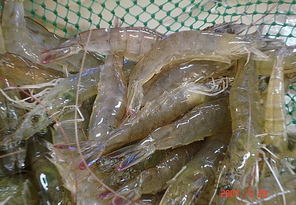 扔掉|三道“隔夜菜”,吃不完快扔掉,尤其是第一道菜,不要不舍得