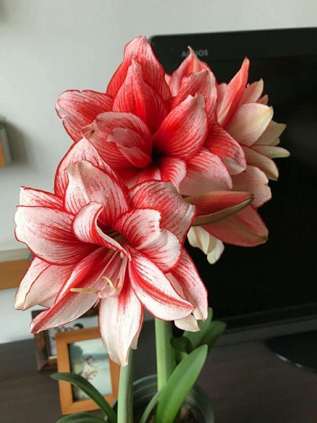 君子兰|埋一颗“洋葱头”在土里,浇水发芽好养活,比君子兰还要大气