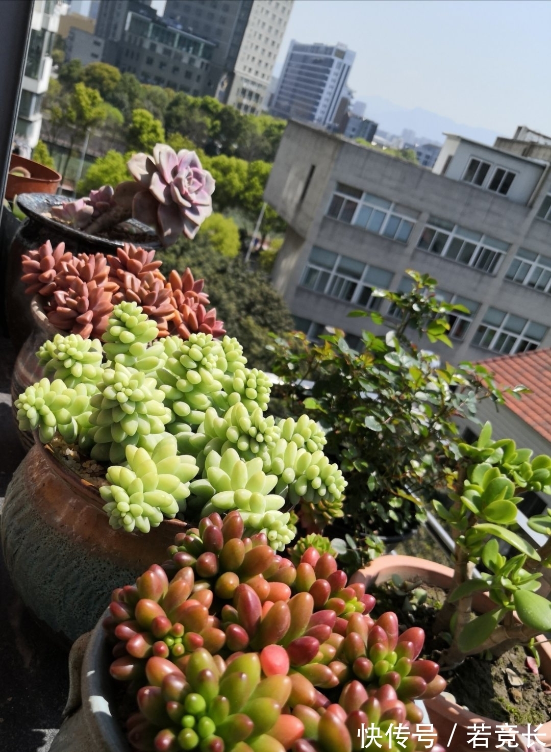 速率|这“三多肉”是耐热小能手,无需掐芽易群生,40℃仍生机勃勃