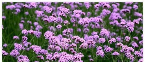 阳台再小，也要养2种花，耐寒又耐热，简单好养，美丽浪漫！