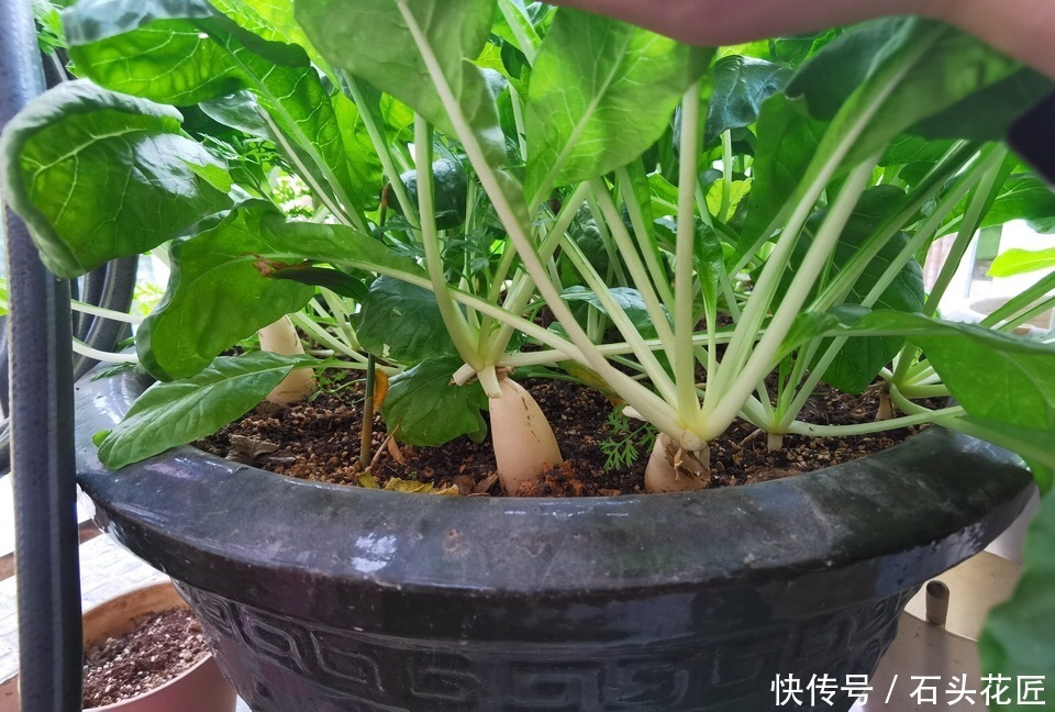 好吃|用了45天时间,在阳台种了“2盆”萝卜,好看又好吃