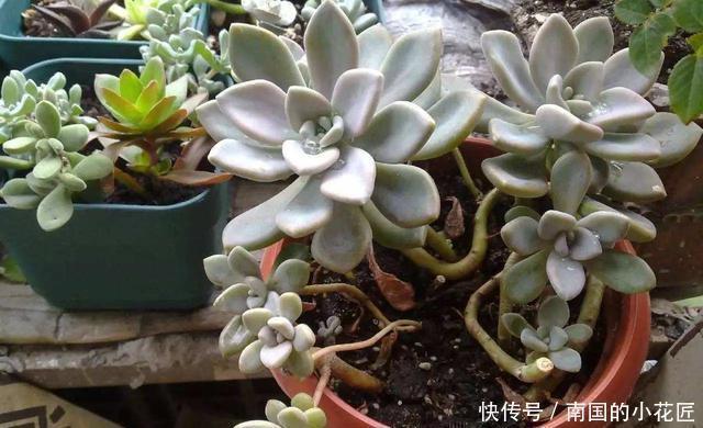 养花|一片叶子就是一盆花,这种多肉叶子沾土就生根,枝条壮实养成老桩
