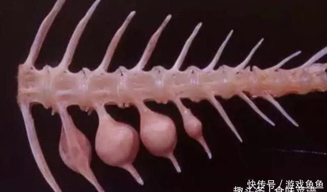 带鱼里吃出一节骨头,像牙齿一样,摸起来硬硬的,你知道原因吗?