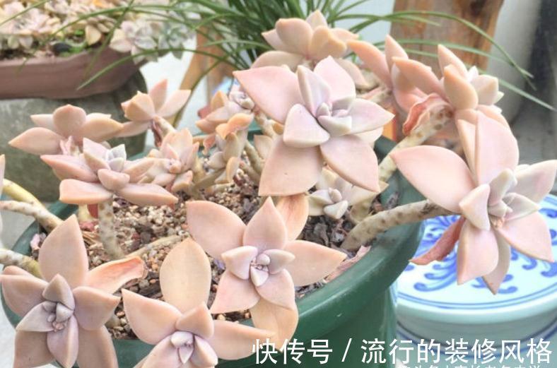 胧月和冬美人,同为最常见的多肉品种,谁在高温地区的表现更好?