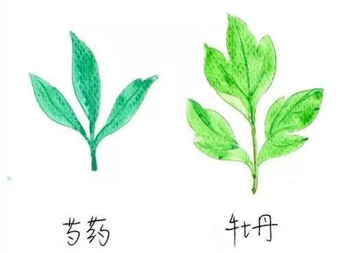 喜欢牡丹花，却一不小心买到芍药！附牡丹花品种图鉴大全