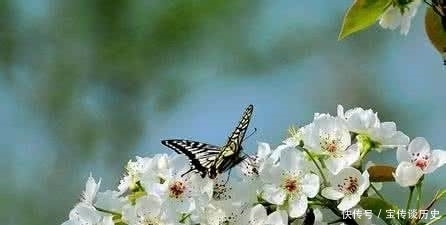 企及|苏轼的词风婉约起来,连柳永也很难企及,这首词就是一个鲜明例子