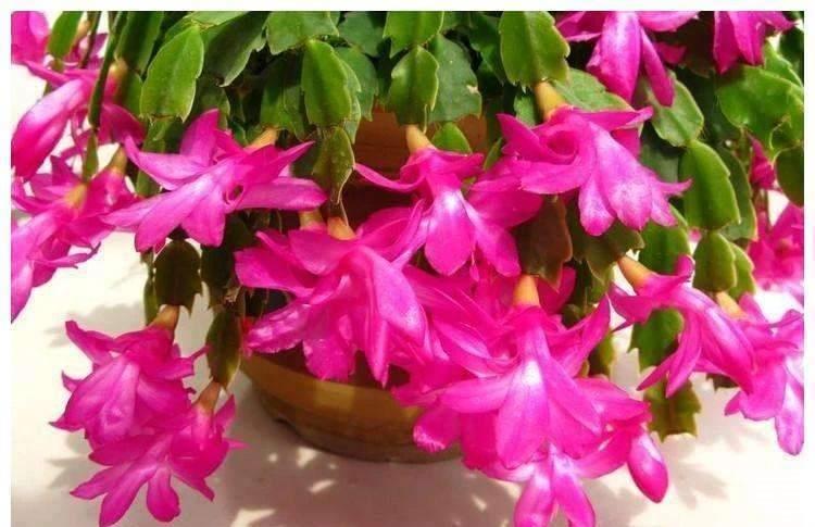 蟹爪兰|养蟹爪兰,水里加点它,叶片肥厚有光泽,花开轻松挂满枝头