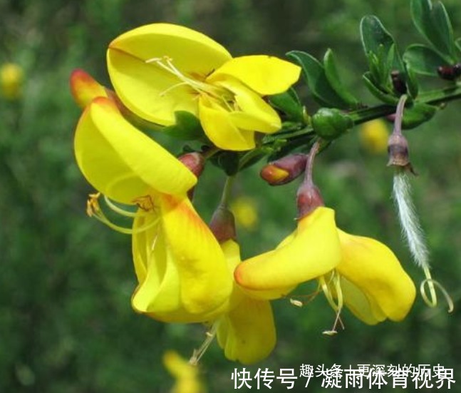 银绿色|此花花色金黄，妖娆的花姿宛如展翅欲飞的金色雀鸟，格外璀璨夺目