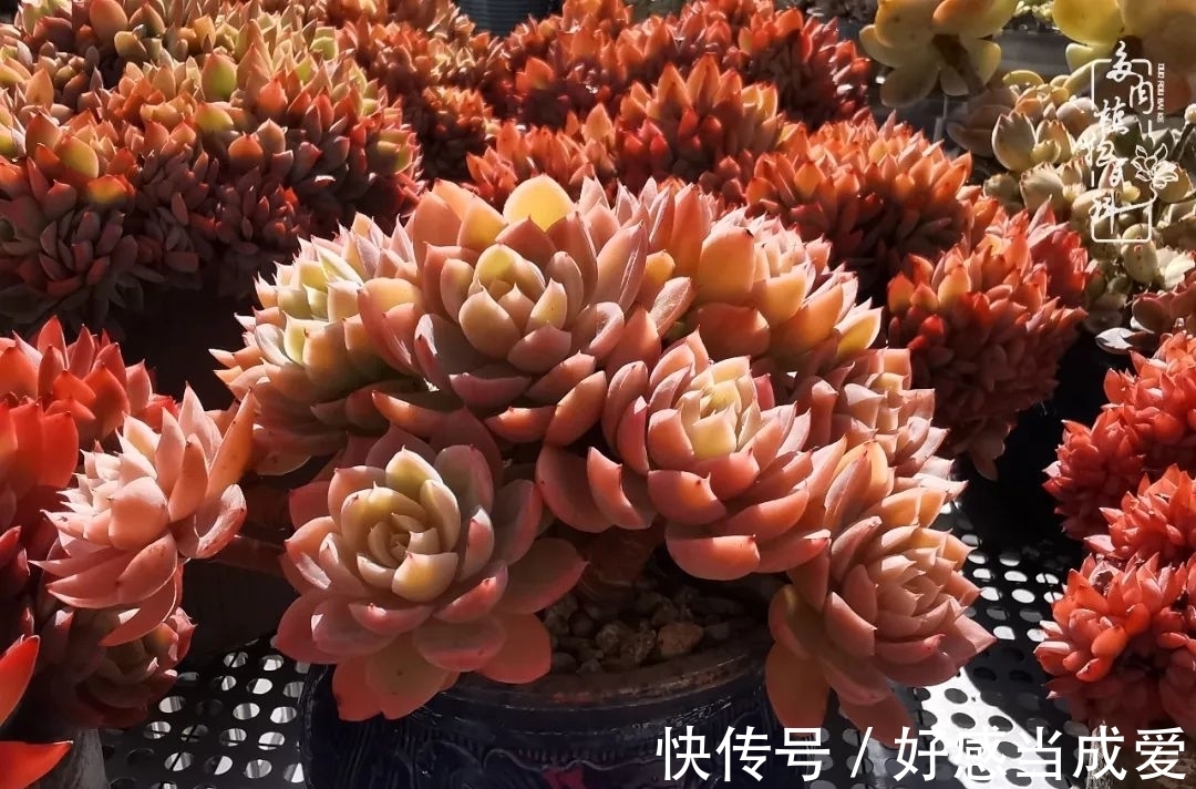 治愈之“肉”:愿所有的养肉人都被这些“胖子们”治愈