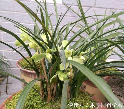 施肥|夏天兰花有4“怕”,现在避开还不晚,安全度夏叶油绿