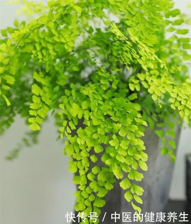 别养绿萝了,这20种耐阴植物,养在家里更合适!