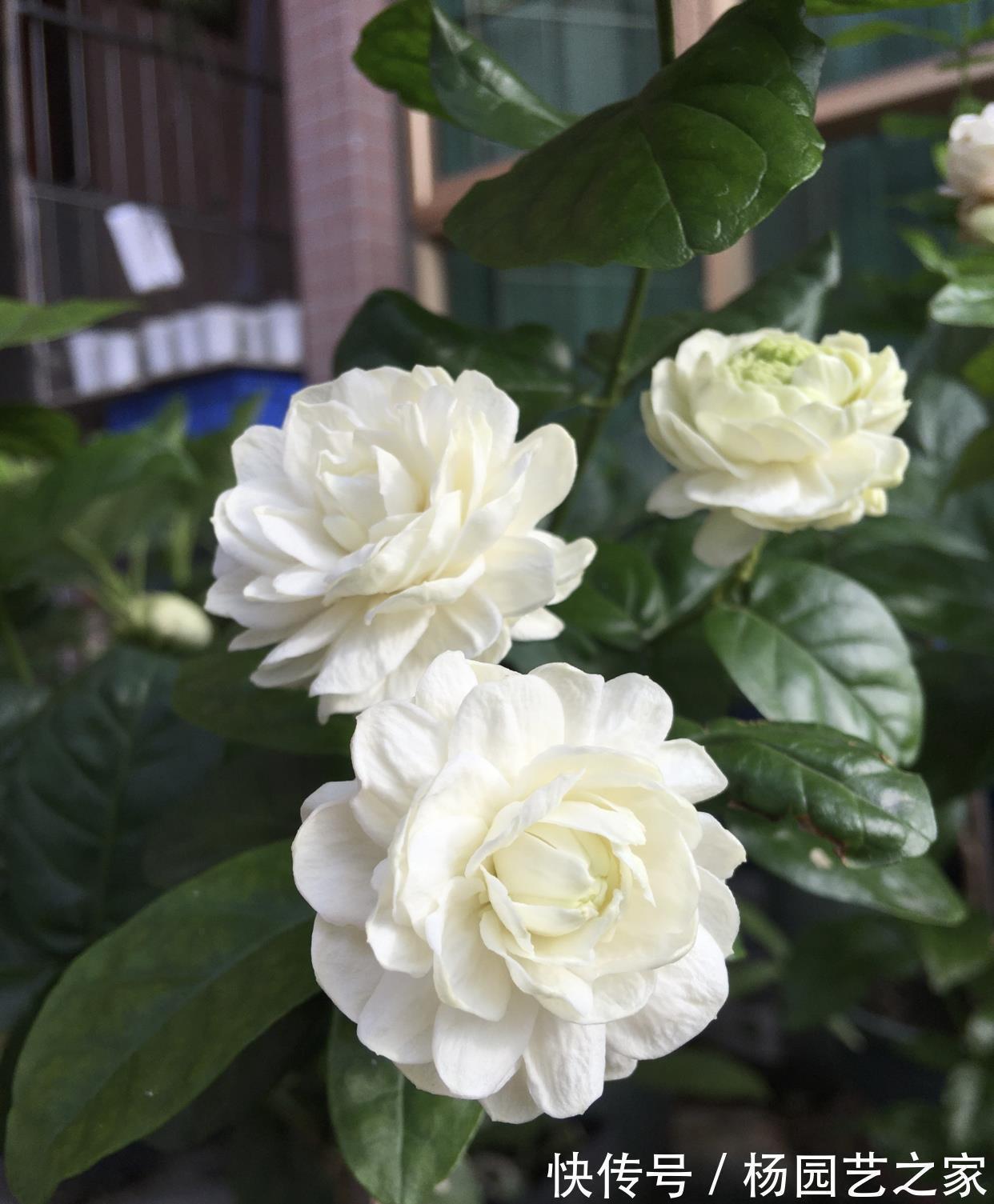 茉莉中“老大难”,虎头茉莉真难养?牢记4技巧,轮番开花赛牡丹