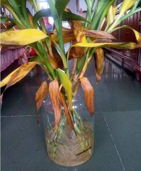 富贵竹不生根这种“液体”泡10天,冒出一圈小白根,再不黄叶