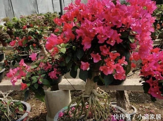 花卉|学会这5招,三角梅变老桩不再是问题!