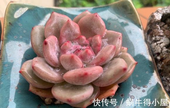 夏天|夏天养多肉，不仅能晒红，还能晒伤，气温超过30度，必须遮阳