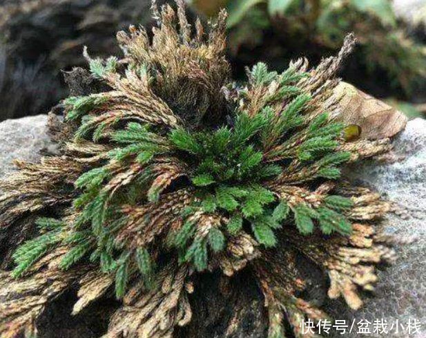 虎皮兰|养花6年，总结出这几个“坑”，建议新手花友看看