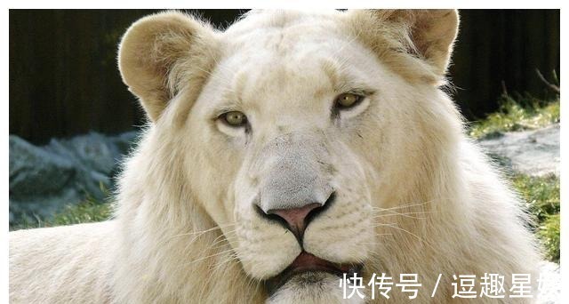白泽$故事：清朝年间，25个猎人围猎神兽白泽，事后只有5个人活了下