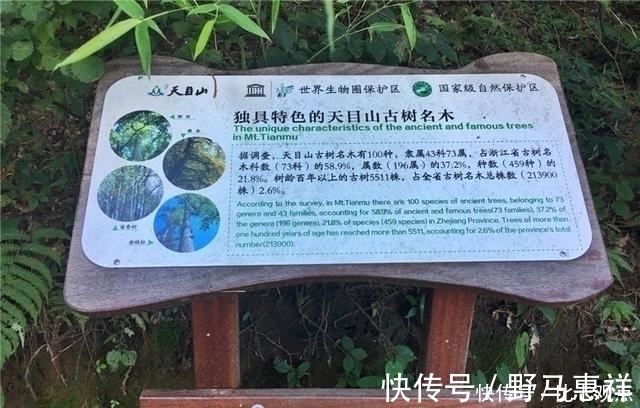 黄壤|天目山大树王国，全球仅存的五棵天目铁木都在这里