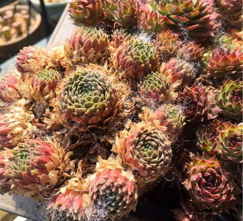 1种多肉，用生命开花，1个莲座一生只开一次花，开完就会死