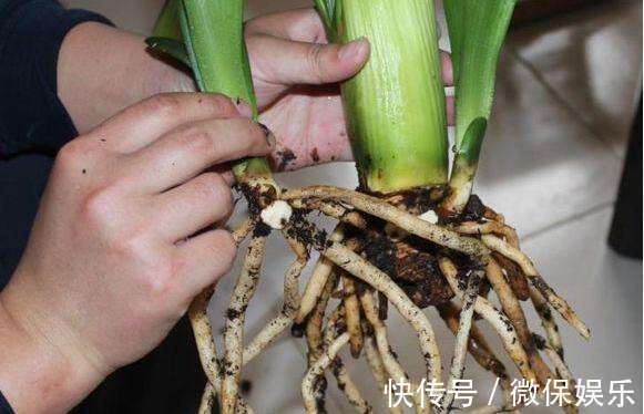 君子兰不砍头也能爆仔,浇点营养水,叶子油绿有精神!