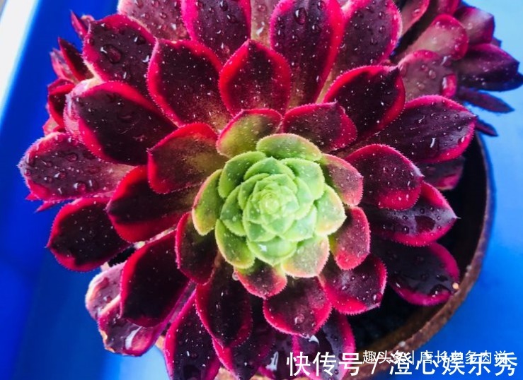 法师|多肉嘉年华法师平常十分低调,但养出状态后它的颜值不输任何多肉