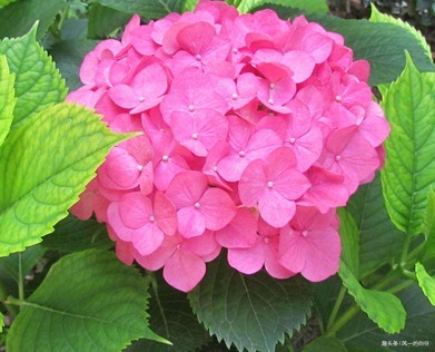 这三种花最适合放在阳台上，好看又耐活，阳台秒变后花园