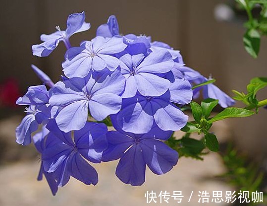 懒人最爱养的花,好养易爆盆,花朵清新优雅,花苞突突往外冒,美