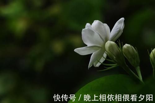 茉莉花|想要冬季茉莉花损耗小,养护做好这几点,来年长势快,开花多