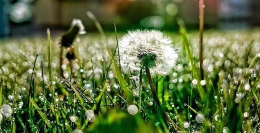 此物|蒲公英加上此物一起冲泡，坚持喝一个月，肝脏变干净，胃也更好了