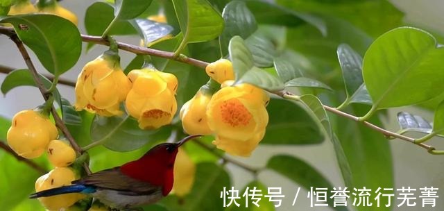 此茶花为我国独有，被誉为“植物黄金”，通体金黄，有钱难买到！