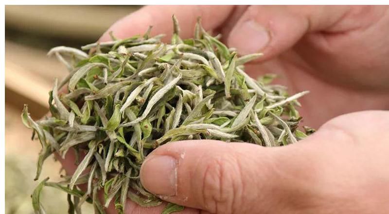  白茶起源于什么时候？ 白茶入门，从这篇文章开始，了解白茶！