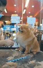 |幽默笑话:老板的公子是个富二代,从国外回来,狂追我一个女同事