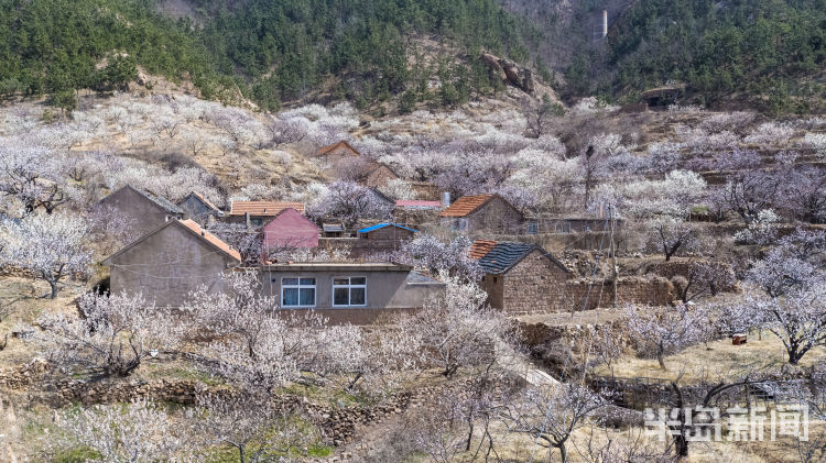 城阳夏庄：山村迎花季