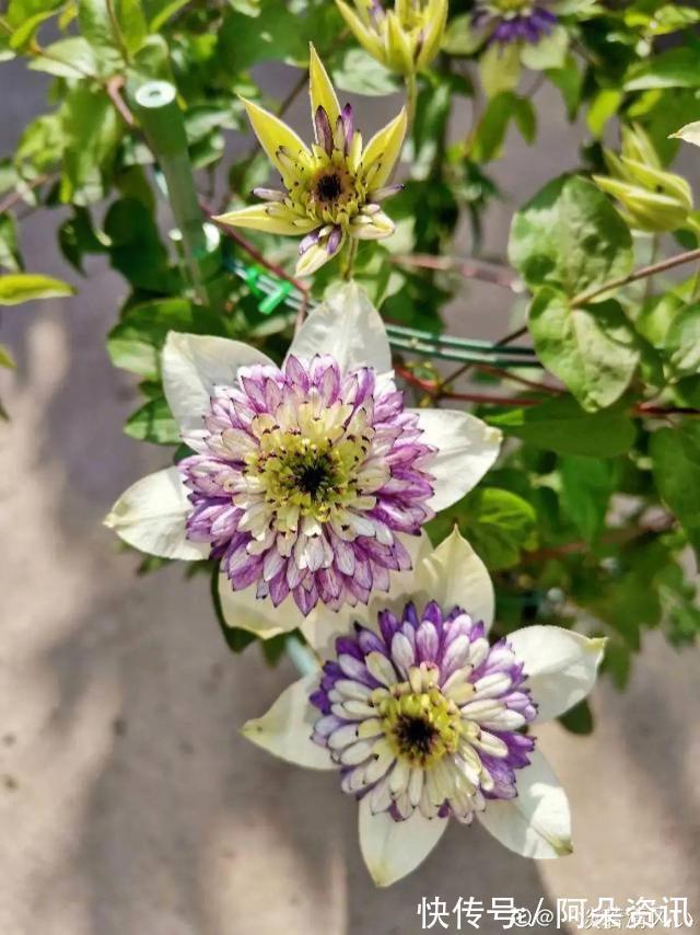 9种花，天热会“假死”，千万别丢了，秋天就苏醒