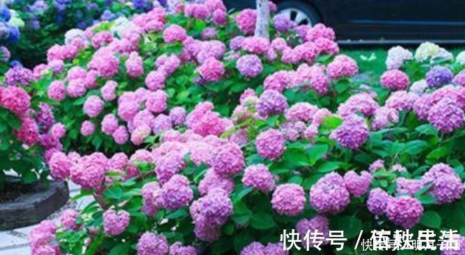 土壤|4种花漂亮又好养，比牡丹好看，养在哪里都爆盆，好运到来