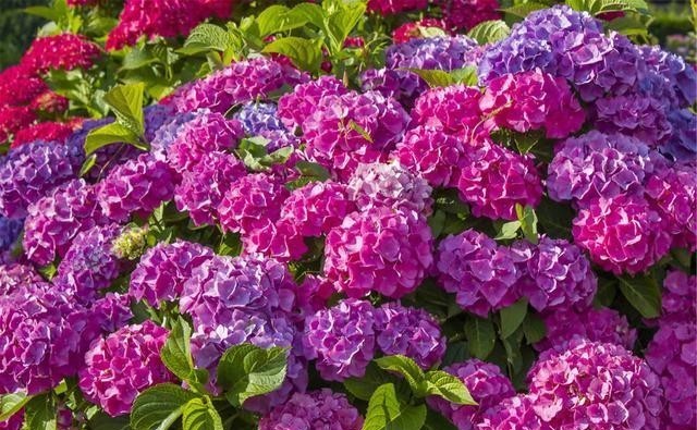 绣球花|冬天绣球花需要施肥吗?绣球花冬天这样养,就能安全过冬!